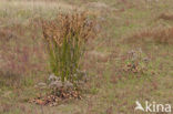 Zeerus (Juncus maritimus)