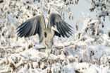 Blauwe Reiger (Ardea cinerea)