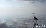 Blauwe Reiger (Ardea cinerea)