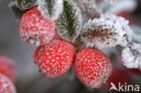 Dwergmispel (Cotoneaster spec.)