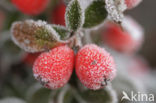 Dwergmispel (Cotoneaster spec.)