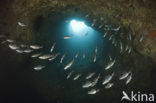 Geringde Zeebrasem (Diplodus vulgaris )