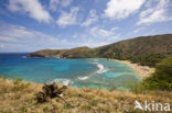 Hanauma Bay