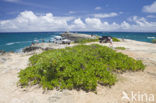 Kahuku Makahoa Point