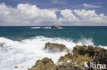 Kahuku Makahoa Point