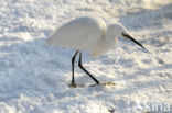 Kleine Zilverreiger (Egretta garzetta) 