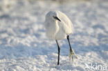 Kleine Zilverreiger (Egretta garzetta) 