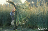 Riet (Phragmites australis)