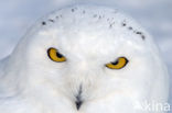 Sneeuwuil (Bubo scandiacus)