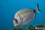 Witte Zeebrasem (Diplodus spec)