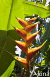 Heliconia spec