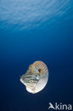 Nautilus schelp (Nautilus pompilius)