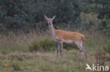 Edelhert (Cervus elaphus)