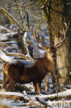 Edelhert (Cervus elaphus)