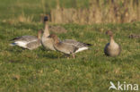 Kleine Rietgans (Anser brachyrhynchus)