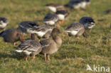 Kleine Rietgans (Anser brachyrhynchus)