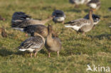 Kleine Rietgans (Anser brachyrhynchus)