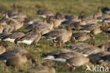 Kleine Rietgans (Anser brachyrhynchus)