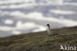 Kleine Rietgans (Anser brachyrhynchus)