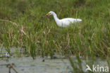 Koereiger (Bubulcus ibis)