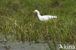 Koereiger (Bubulcus ibis)