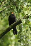 Merel (Turdus merula)