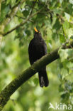 Merel (Turdus merula)