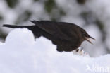 Merel (Turdus merula)