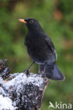 Merel (Turdus merula)