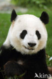 Giant Panda (Ailuropoda melanoleuca) 