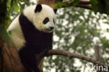 Giant Panda (Ailuropoda melanoleuca) 