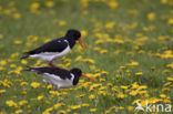 Scholekster (Haematopus ostralegus)