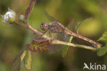 Steenrode heidelibel (Sympetrum vulgatum)