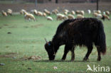 Yak (Bos mutus) 