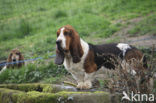 Basset hound (Canis domesticus)