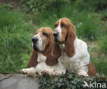 Basset hound (Canis domesticus)