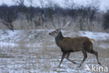 Edelhert (Cervus elaphus)