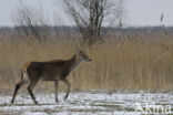 Edelhert (Cervus elaphus)