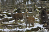 Edelhert (Cervus elaphus)