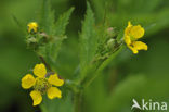 Geel nagelkruid (Geum urbanum)