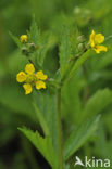 Geel nagelkruid (Geum urbanum)