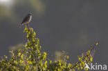 Grauwe Klauwier (Lanius collurio) 