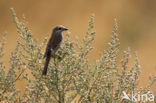 Grauwe Klauwier (Lanius collurio) 