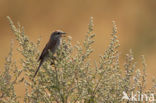 Grauwe Klauwier (Lanius collurio) 