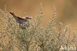 Grauwe Klauwier (Lanius collurio) 