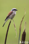 Grauwe Klauwier (Lanius collurio) 