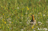 Grutto (Limosa limosa) 