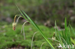 Hangende zegge (Carex pendula) 