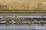 IJslandse Grutto (Limosa limosa islandica)