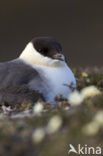 Kleinste Jager (Stercorarius longicaudus)